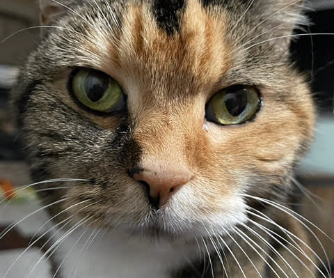 JamesStripes-480x399jpg | Fox 11 Tri Cities Fox 41 Yakima