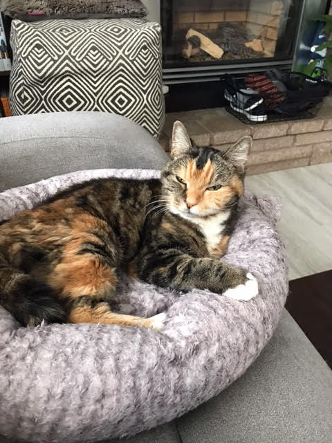 TeriStripes | FOX 28 Spokane