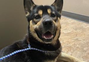 West Richland Police raise money for injured dog’s amputation