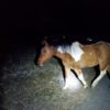 Horse found near N Ott Rd. and Moyer Ln in Hermiston over weekend