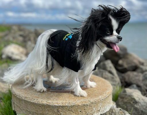 AlishaArdiana-512x399jpg | Fox 11 Tri Cities Fox 41 Yakima