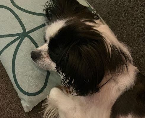 AlishaArdianaCivetta-490x399jpg | Fox 11 Tri Cities Fox 41 Yakima