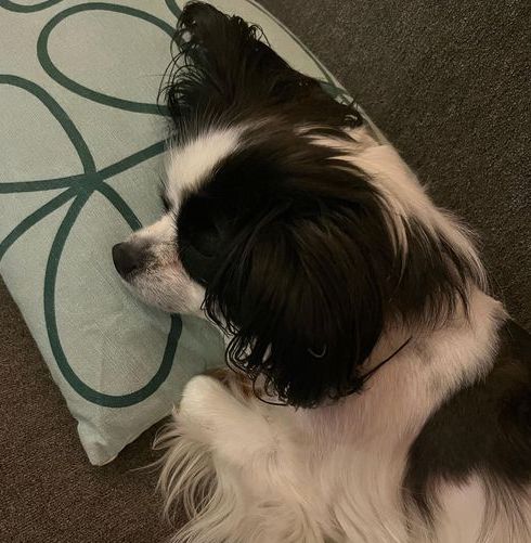 AlishaArdianaCivetta | FOX 28 Spokane