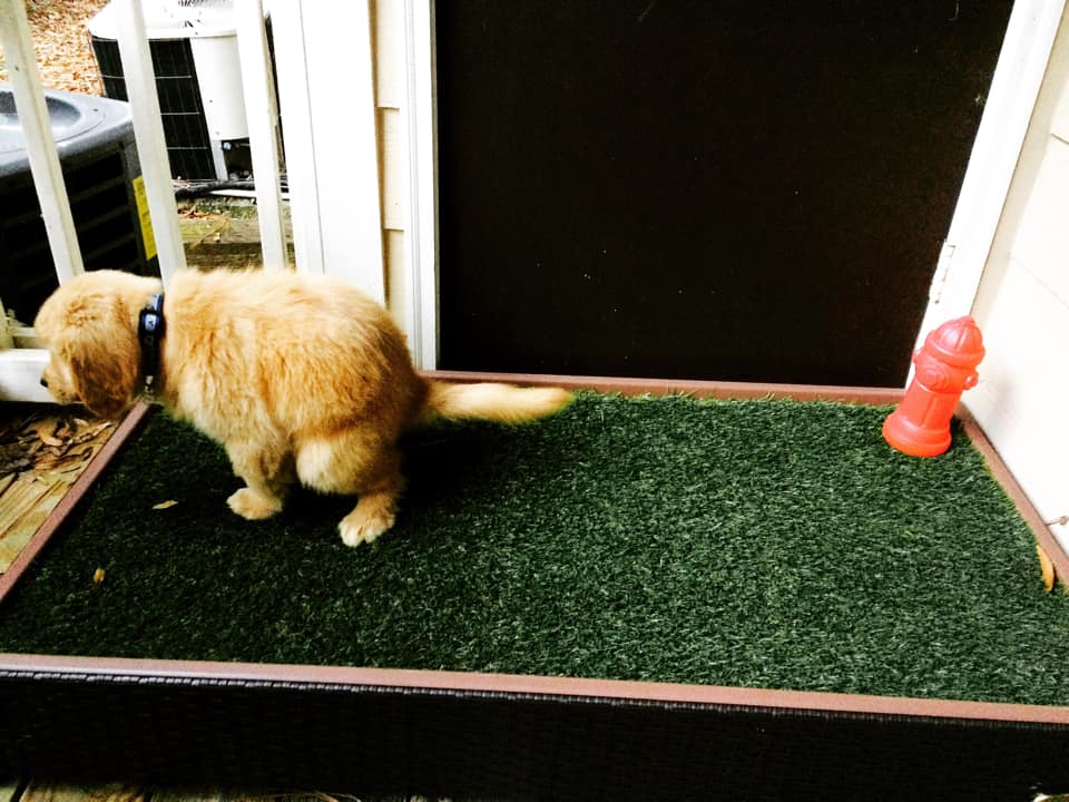 MacallanPuppy | FOX 28 Spokane