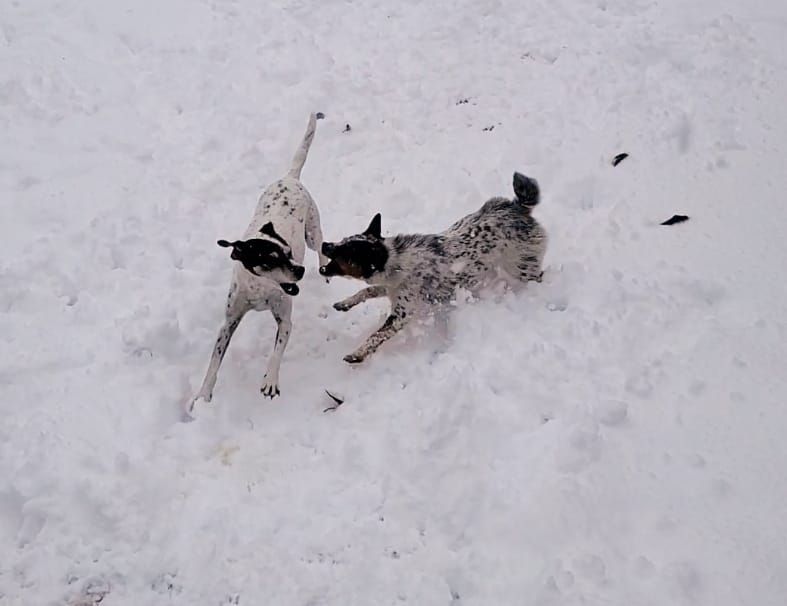 CarolByrnesSecondTry | FOX 28 Spokane