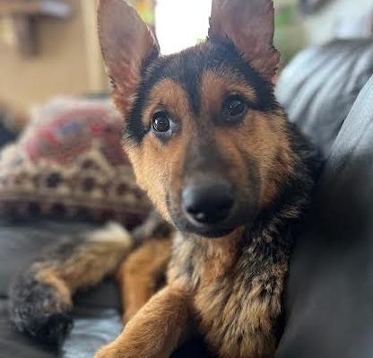 JulieMyklebust-416x399jpg | Fox 11 Tri Cities Fox 41 Yakima