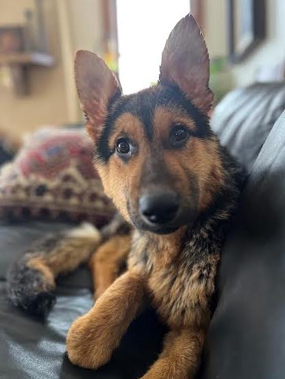 JulieMyklebust | FOX 28 Spokane