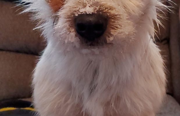 MichelleBrady-619x399jpg | Fox 11 Tri Cities Fox 41 Yakima