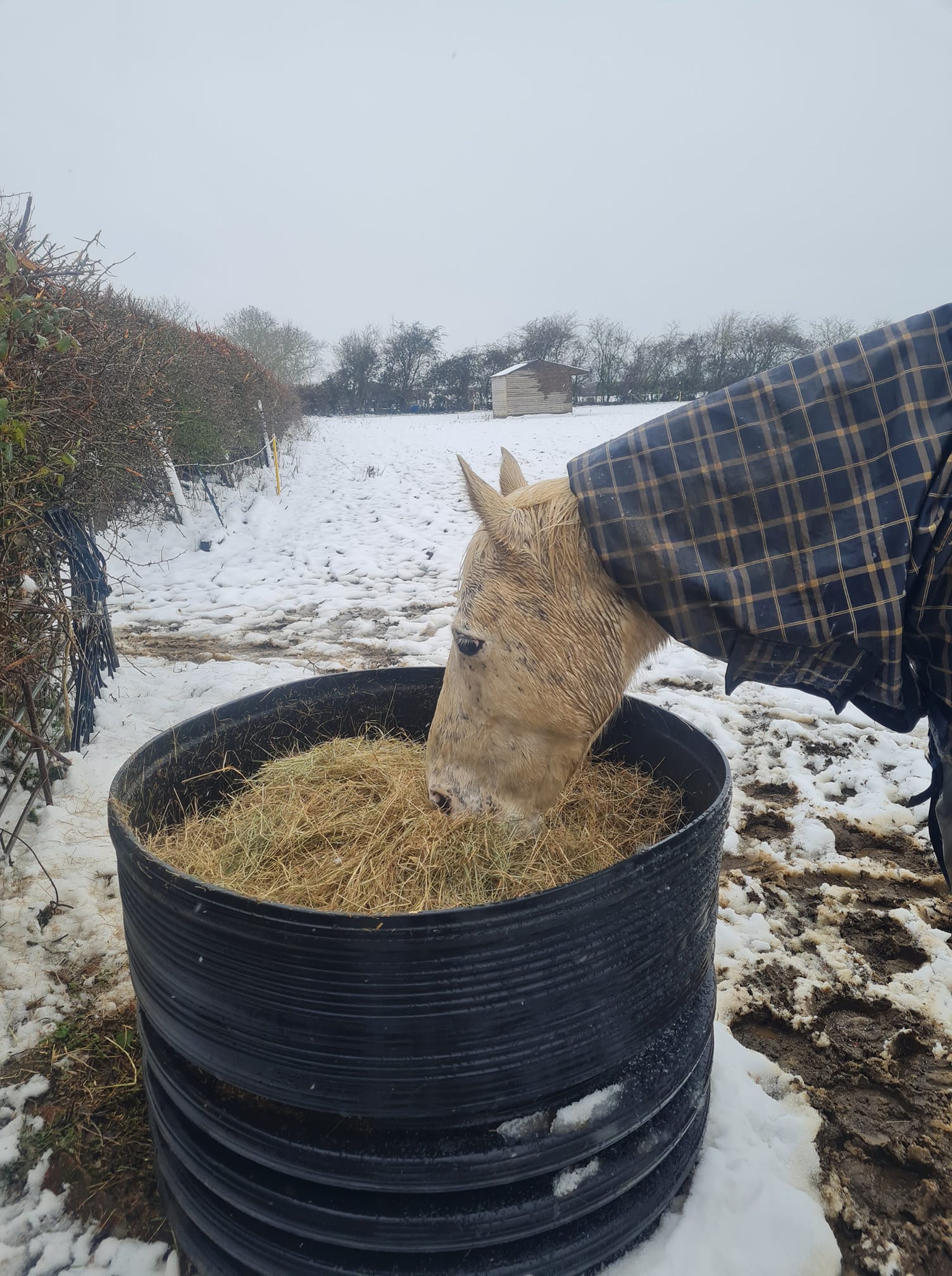 OlwenTurnsSnowy | FOX 28 Spokane