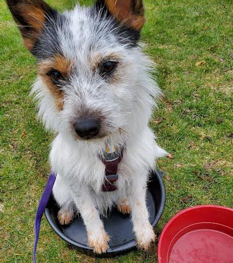 MichelleBradyPup | FOX 28 Spokane