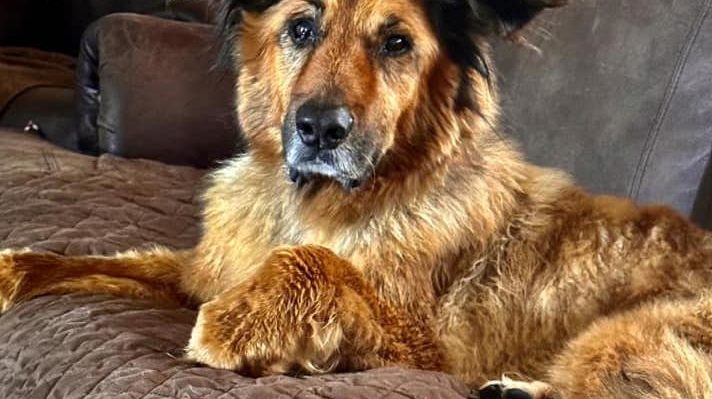 SueHeron-712x399jpg | Fox 11 Tri Cities Fox 41 Yakima