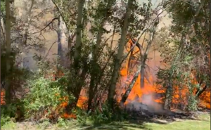 Yakima fire crews battling wildfire at the Arboretum