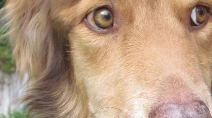 CloseUpSmudgejpg | Fox 11 Tri Cities Fox 41 Yakima