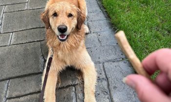 ADS FOR DOG-TRAINING PRODUCTS—DON’T BELIEVE ALL THEY SAY!