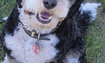 DO YOU HAVE PET HEALTH INSURANCE?