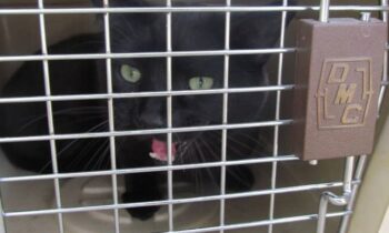 ESCAPE-PROOF CAT CARRIERS