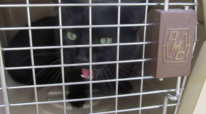 ValHughesPeelInKennel-720x399jpg | Fox 11 Tri Cities Fox 41 Yakima