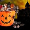 Trunk or treat events coming up in the area