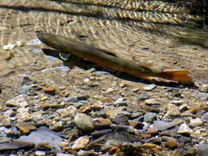 64678bcd58c3fimagejpg | Fox 11 Tri Cities Fox 41 Yakima