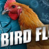 Bird flu reported in Kittitas County flock