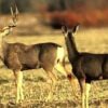 Deer-vehicle crashes common in November