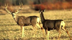 Deer-vehicle crashes common in November