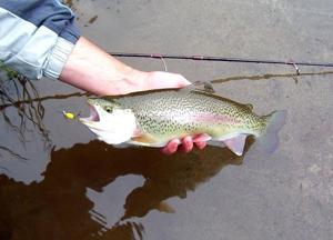 5bfdbdc2825c5imagejpg | Fox 11 Tri Cities Fox 41 Yakima