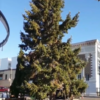 Yakima looking for Community Christmas Tree