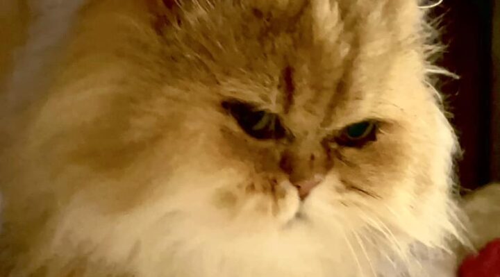 AnnJorgensenFuzzbucket-720x399jpg | Fox 11 Tri Cities Fox 41 Yakima