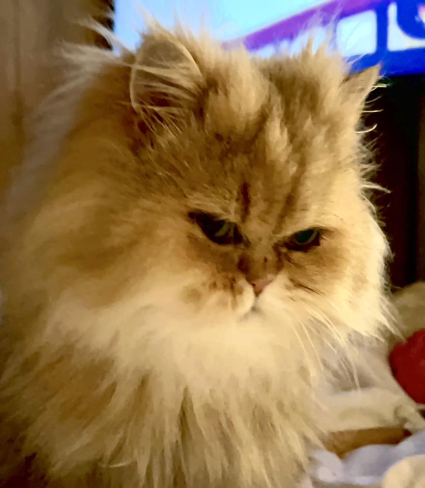 AnnJorgensenFuzzbucket | FOX 28 Spokane