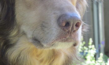 CANINE COGNITIVE DYSFUNCTION—CHANGES FOR THE BETTER