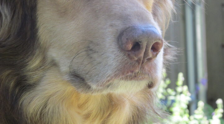 IMG_0207-720x399jpg | Fox 11 Tri Cities Fox 41 Yakima