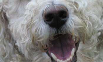 GIFTS OR TIPS TO THOSE IMPORTANT PROFESSIONALS WHO CARE FOR OUR PETS?