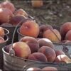 Yakima fruit processor fined after two workers die in tractor rollovers