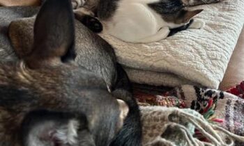 NEW YEAR’S RESOLUTIONS FOR YOUR PETS