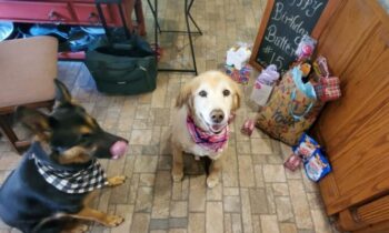 DO YOU CELEBRATE YOUR PET’S BIRTHDAY?