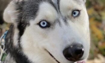 YOU CHOOSE NOT TO BOARD YOUR DOG? WE OFFER SOME ADVICE