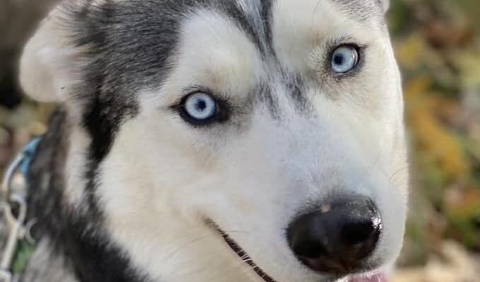 StineTheede-679x399jpg | Fox 11 Tri Cities Fox 41 Yakima