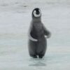 Scientists find new colonies of emperor penguins thanks to their poop