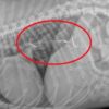 Dog lucky to be alive after swallowing two  fishing hooks