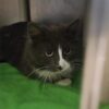 Yakima Humane Society finds cat left in a box overnight