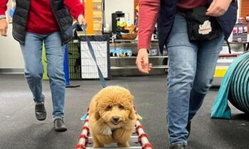 IS PUPPY CLASS IMPORTANT?