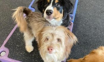 CHOOSING THE BEST PUPPY CLASS