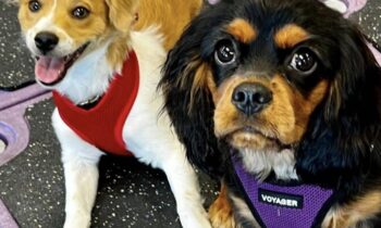 PUPPY CLASS—THE MOST IMPORTANT CLASS IN THE LIFE OF ANY DOG