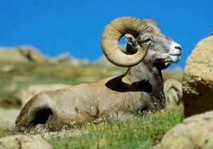 Yakima Canyon bighorn sheep to be captured for monitoring