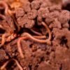 Pesticides used to protect seeds bad for health of earthworms
