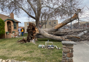 Road in downtown Kennewick blocked by fallen tree