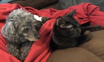 INTRODUCING A PUPPY TO A CAT OR CATS