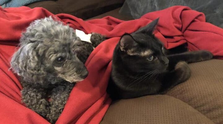 AliBlakney-720x399jpg | Fox 11 Tri Cities Fox 41 Yakima