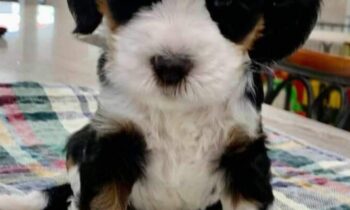 PET HEALTH INSURANCE FOR YOUR NEW PUPPY?